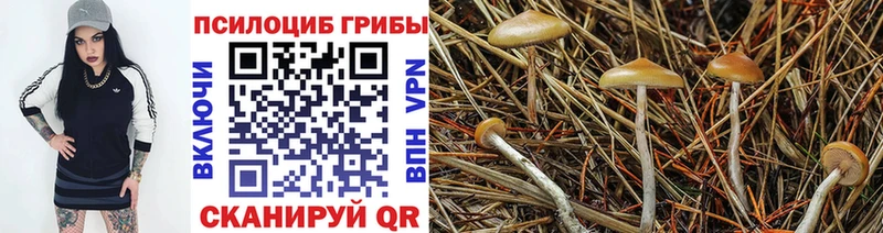 купить наркоту  Пересвет  блэк спрут ссылка  Псилоцибиновые грибы прущие грибы 